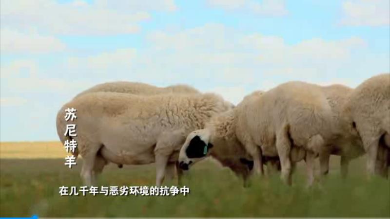 超級(jí)美味蘇尼特羊產(chǎn)品廣告片，歡迎來(lái)蘇尼特右旗，品嘗蘇尼特羊