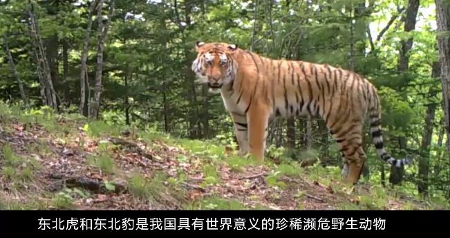 東北虎豹國(guó)家公園大屏播放拼接公益宣傳片，森林之王正重新回歸家園，虎豹騰躍，棲息繁衍的樂(lè)土虎豹國(guó)家森林公園