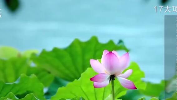 美麗生態(tài)樂園品牌形象宣傳片，每一個(gè)城市都應(yīng)該找回他那座失落的山，那條失落的河，只有與山水相伴，城市才能找到最自然的美麗