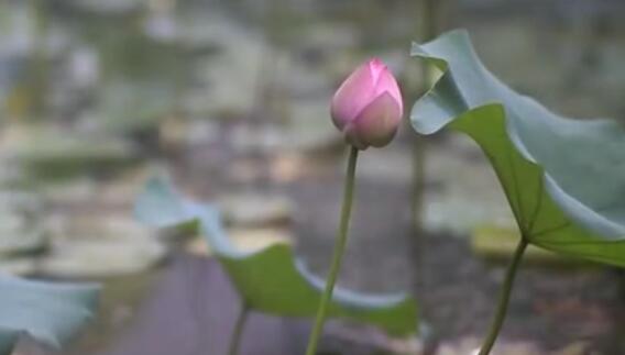 紫竹院公園：自然與歷史的交響